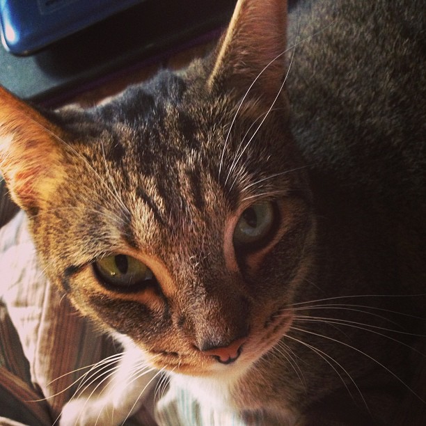 cat spoiled